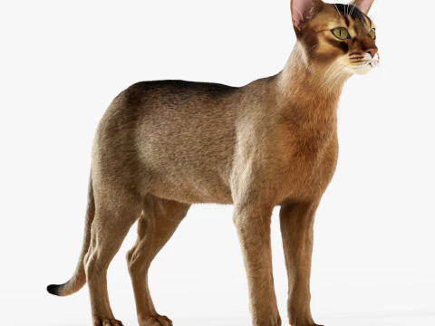Abyssinian Cat 3D Model