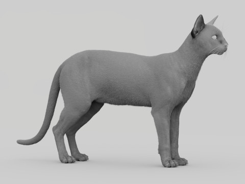 Abyssinian Cat 3Dモデル