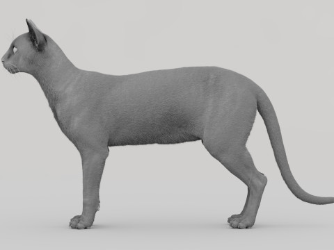 Abyssinian Cat 3Dモデル