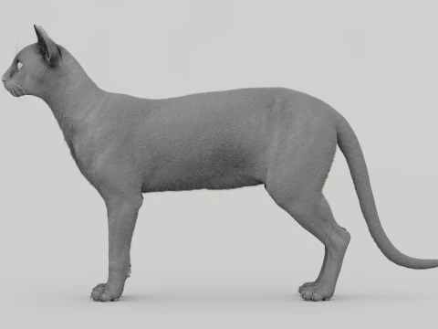 Abyssinian Cat 3D Model