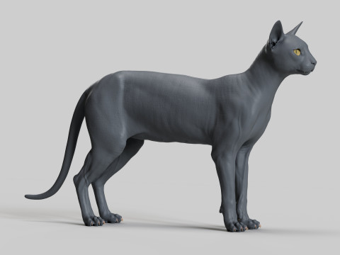 Abyssinian Cat 3Dモデル