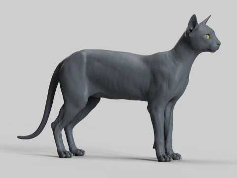 Abyssinian Cat 3D Model