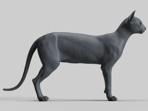 Abyssinian Cat 3Dモデル