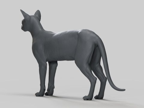 Abyssinian Cat 3Dモデル