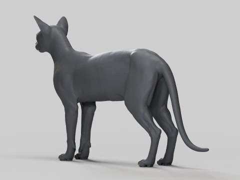 Abyssinian Cat 3D Model