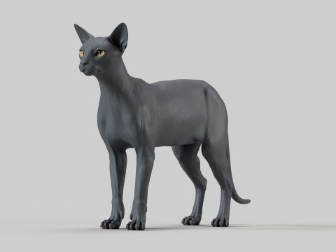 Abyssinian Cat 3Dモデル