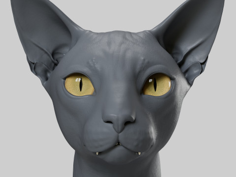 Abyssinian Cat 3Dモデル