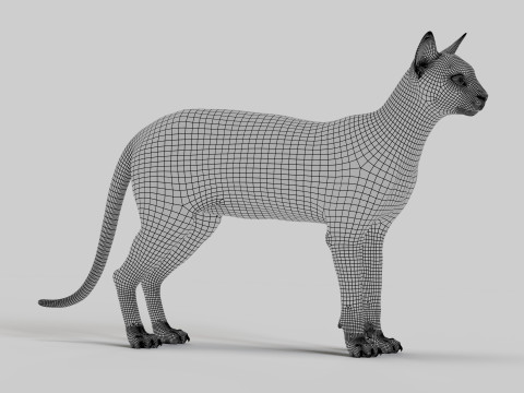 Abyssinian Cat 3Dモデル