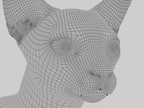 Abyssinian Cat 3Dモデル