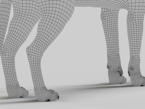 Abyssinian Cat 3Dモデル