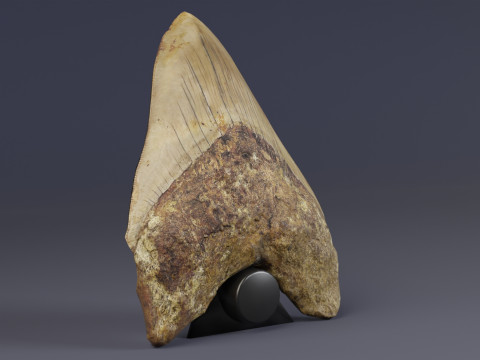 3D Scanned Megalodon Teeth Model 3D