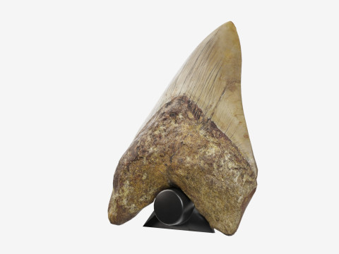 3D Scanned Megalodon Teeth 3D Model