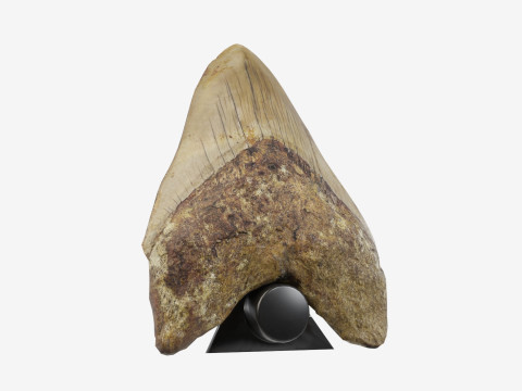 3D Scanned Megalodon Teeth 3D Model