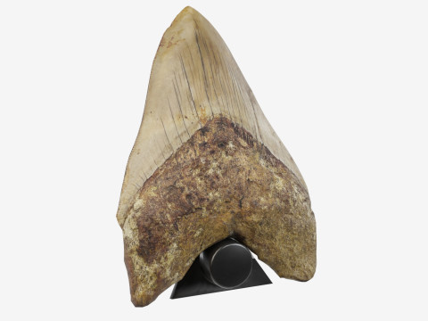 3D Scanned Megalodon Teeth 3D Model