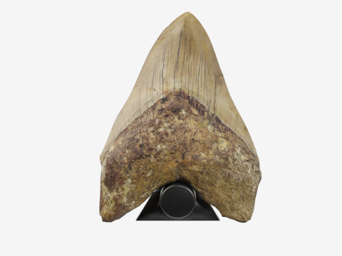 3D Scanned Megalodon Teeth 3D Model