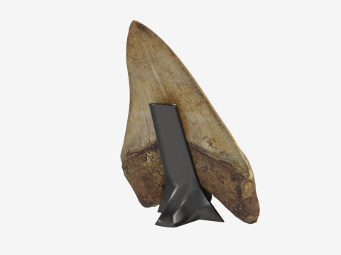 3D Scanned Megalodon Teeth 3D Model