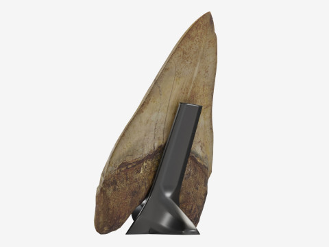 3D Scanned Megalodon Teeth 3D Model
