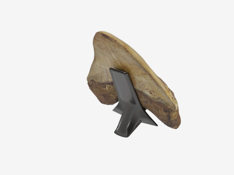 3D Scanned Megalodon Teeth 3D Model