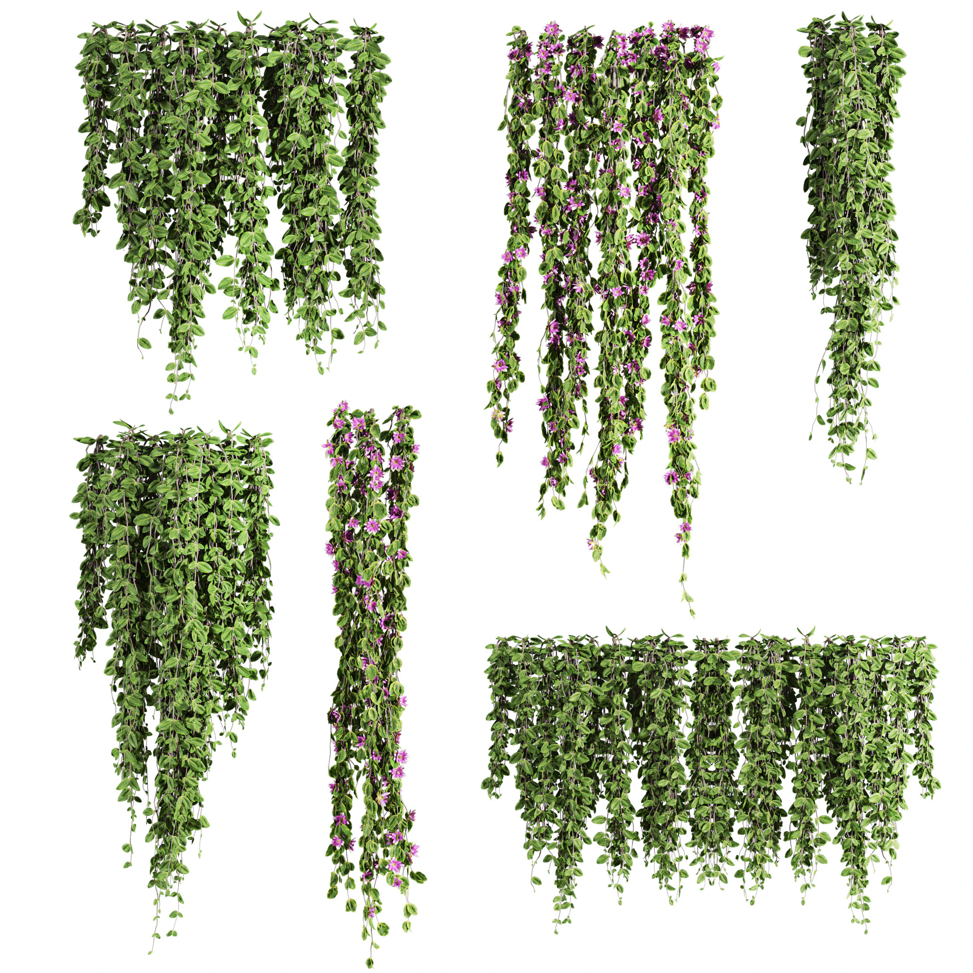 Ivy plants 3D Model .c4d .max .obj .3ds .fbx .stl .blend 