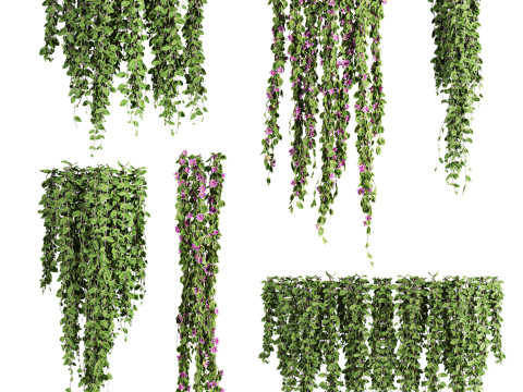 Ivy plants 3D Model