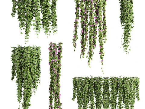 Plantas de hera Modelo 3D