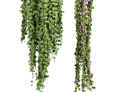 Ivy plants 3D Model