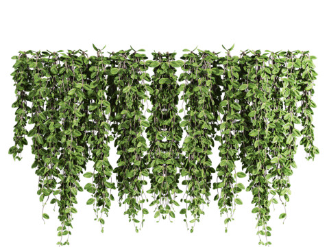 Ivy plants 3Dモデル