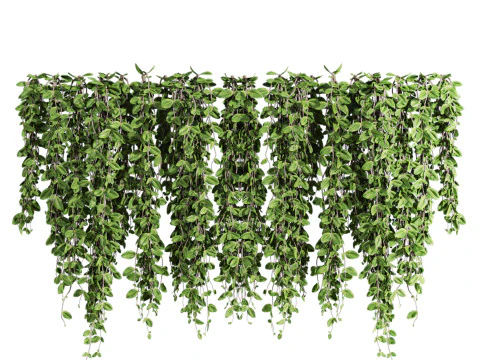 Ivy plants 3D Model