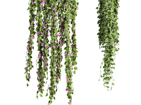 Ivy plants 3D Model