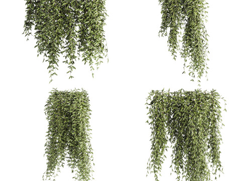 Ivy plants 3Dモデル