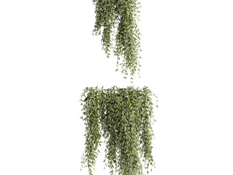 Ivy plants Modèle 3D