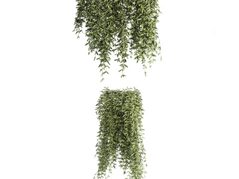 Ivy plants Modèle 3D