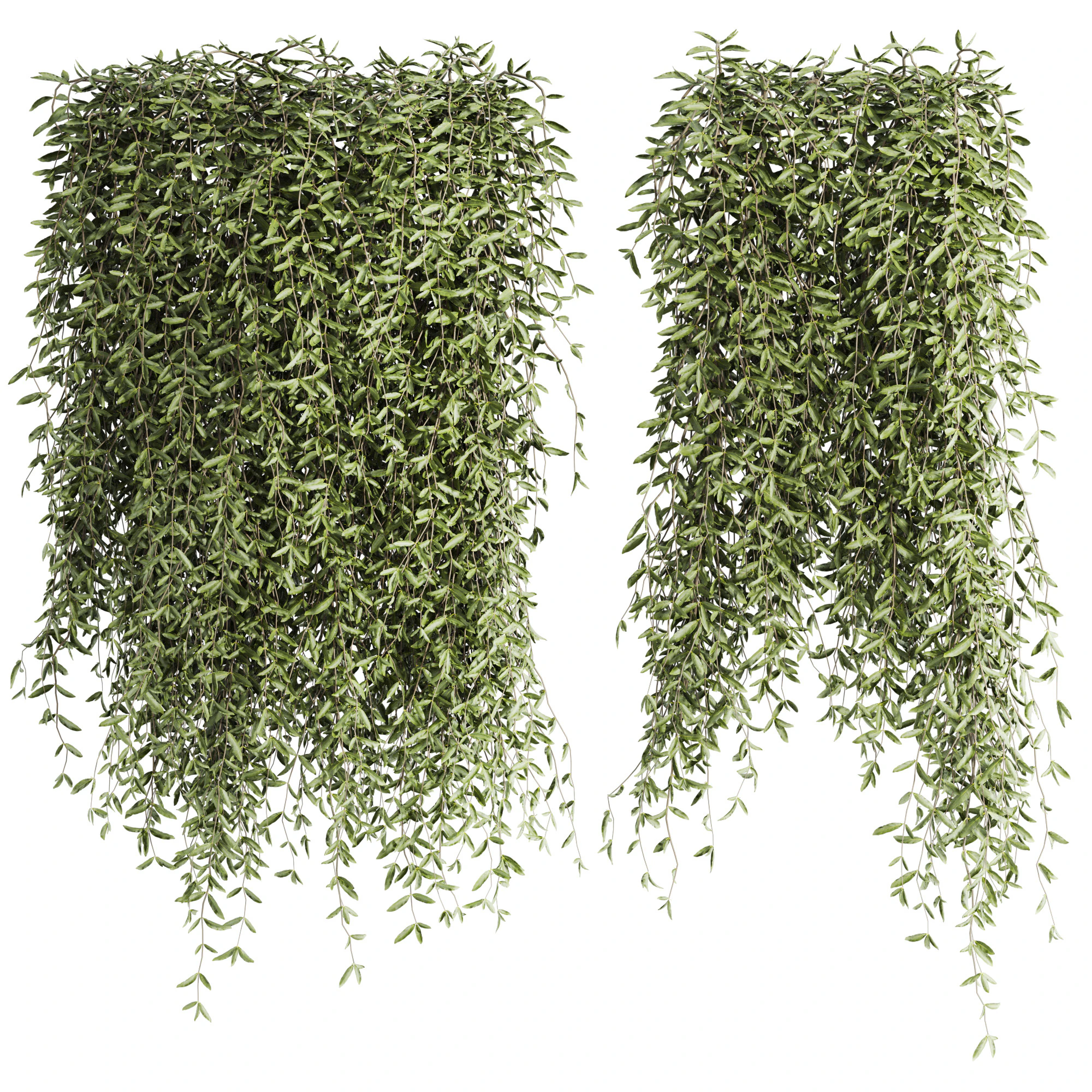 Ivy plants 3D Model .c4d .max .obj .3ds .fbx .stl .blend