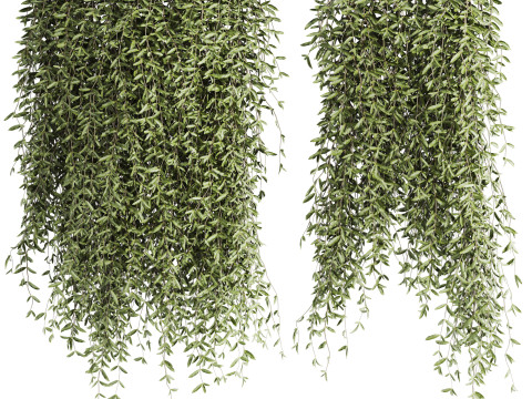 Ivy plants 3Dモデル