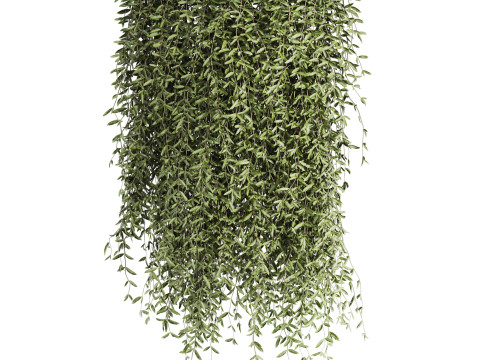 Ivy plants Model 3D
