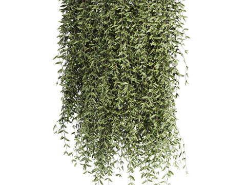Ivy plants 3D Model