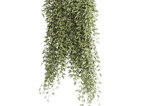 Ivy plants Model 3D