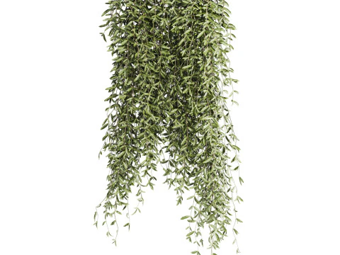 Ivy plants 3D Model