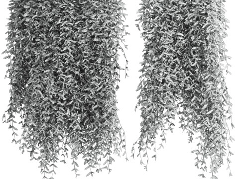 Ivy plants Model 3D