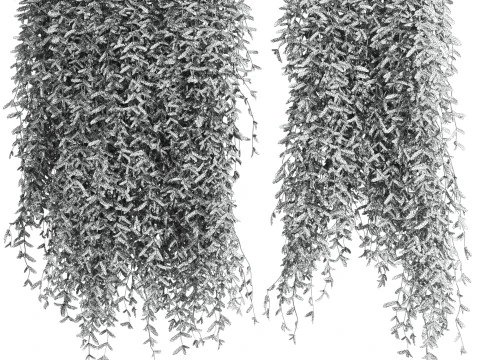Ivy plants 3D Model