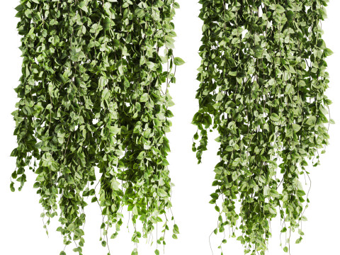 Ivy plants 3Dモデル