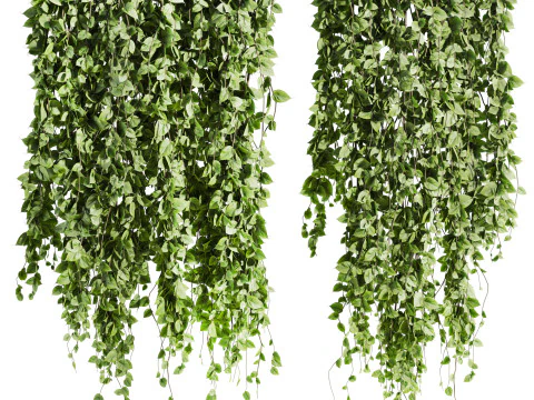 Piante di edera Modello 3D