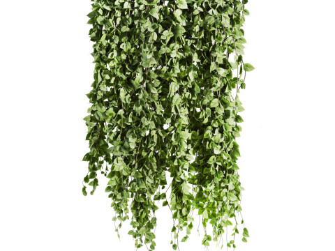 Ivy plants 3D 모델