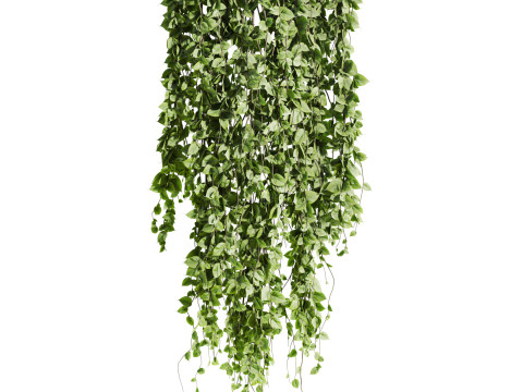 Ivy plants 3D 모델