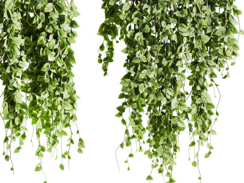 Ivy plants 3D 모델