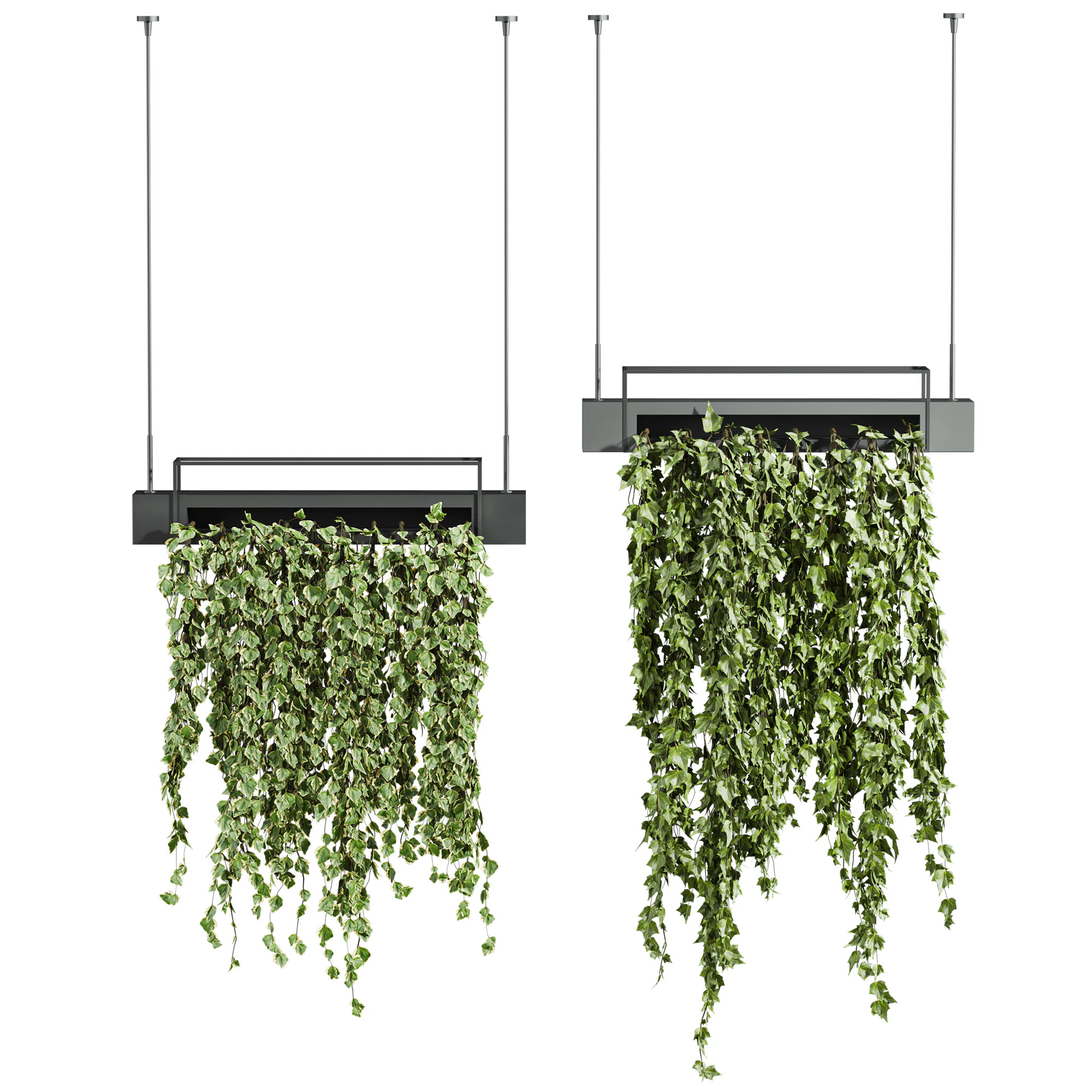 Ivy plants 3D Model .c4d .max .obj .3ds .fbx .stl .blend 