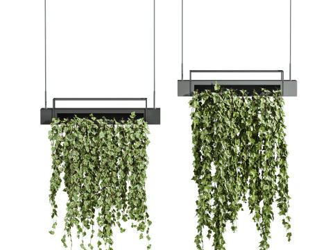 아이비 식물 3D 모델