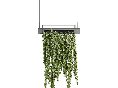 Ivy plants Model 3D