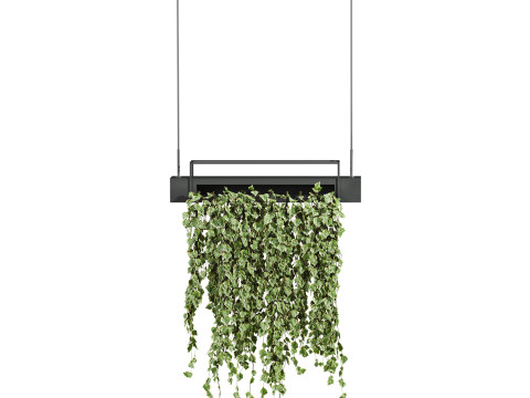 Ivy plants Model 3D