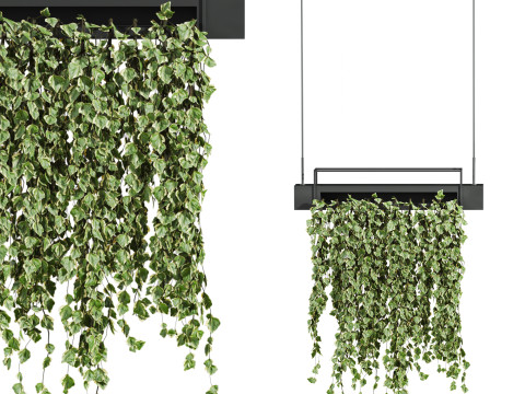 Ivy plants Model 3D